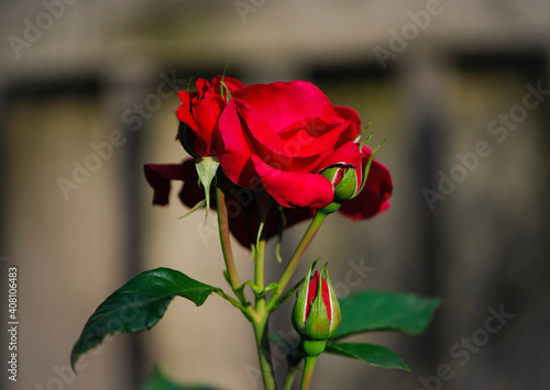 delicate red rose with buds on a flower bed. flowers of red garden roses. Bushes of red roses are blooming in the garden. Plants and shrubs care. Landscaping, a gift for a holiday for a girl