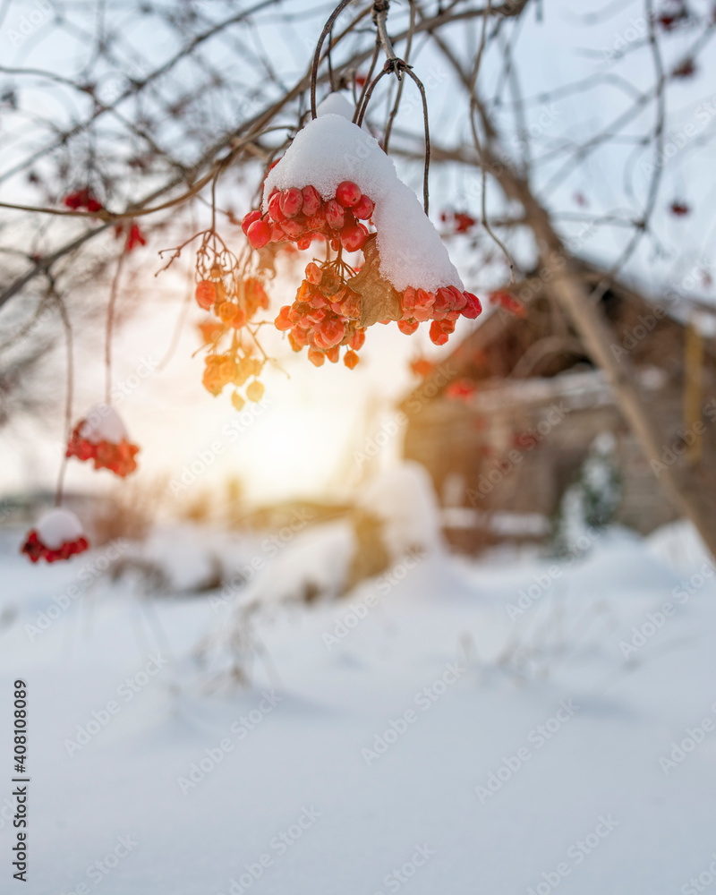 Bunches of viburnum berries covered with snow against the backdrop of the setting sun. Bunches of viburnum berries covered with snow against the backdrop of the setting sun.
