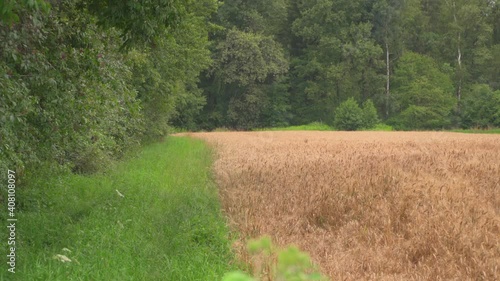 Wheat fields in wind with deer animal