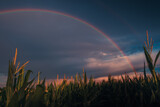 Rainbow over corn stalks and tassels on a rural farm field in the Midwest. Prism of colors. Dramatic weather at sunrise. 