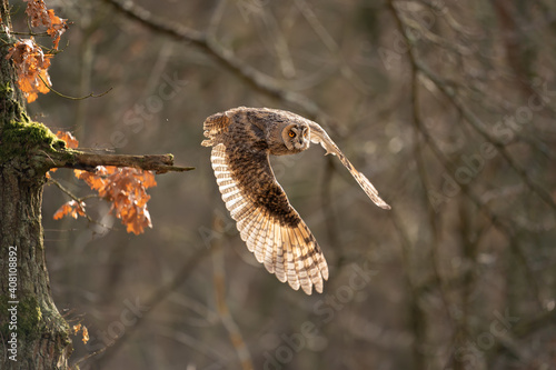 Long-eared owl flying away from a tree branch. Asio otus. Owl in the natural forest bacground.