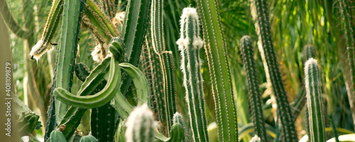 Green background by plump stems and spiky spines of Cereus Peruvianus cactus photo