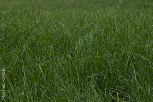 green lawn not mowed not well maintained