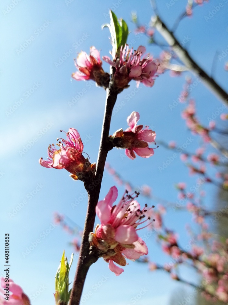 pink peach blossoms, brunch, blue sky, spring, garden pink peach blossoms, brunch, blue sky, spring, garden