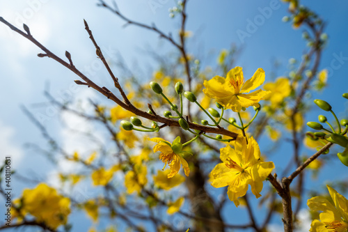 Hoa Mai tree  Ochna Integerrima  flower  traditional lunar new year  Tet holiday  in Vietnam. Two tulips pointing at the sky next to the forest yellow tulips symbolizing glory.