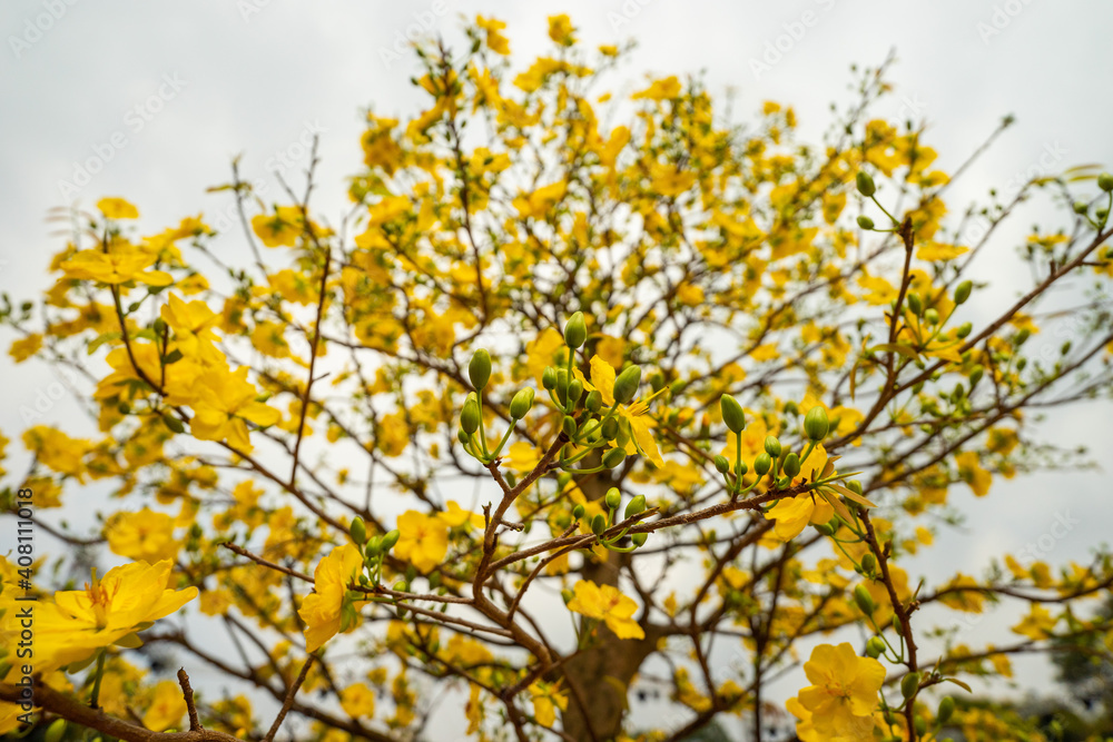 Hoa Mai tree (Ochna Integerrima) flower, traditional lunar new year (Tet holiday) in Vietnam. Two tulips pointing at the sky next to the forest yellow tulips symbolizing glory. Hoa Mai tree (Ochna Integerrima) flower, traditional lunar new year (Tet holiday) in Vietnam. Two tulips pointing at the sky next to the forest yellow tulips symbolizing glory.
