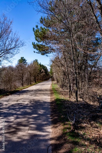 path in the forest