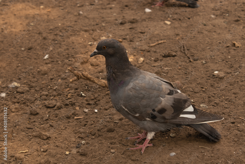 Obraz premium ne gray dove looks to the side and stands on the ground