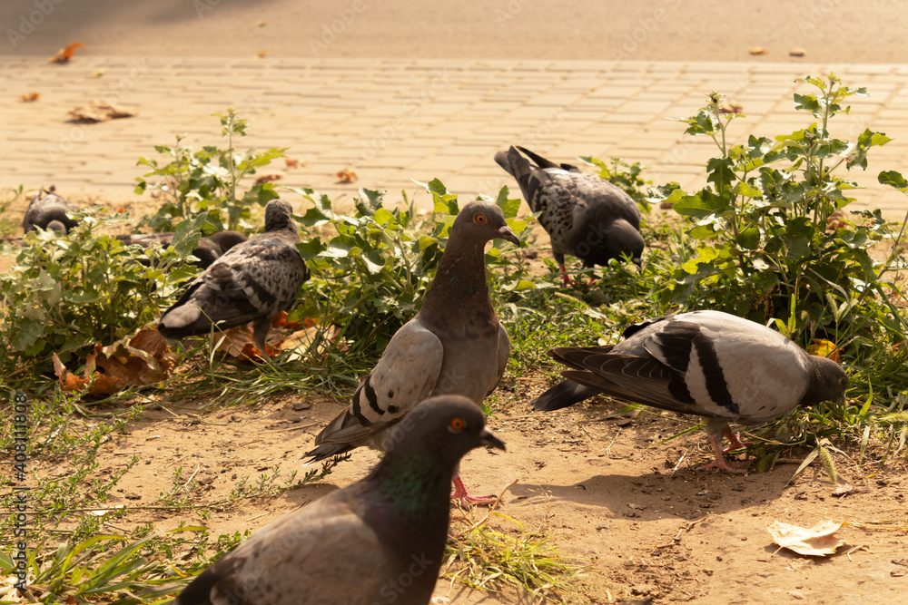 Fototapeta premium five pigeons looking for food in green vegetation