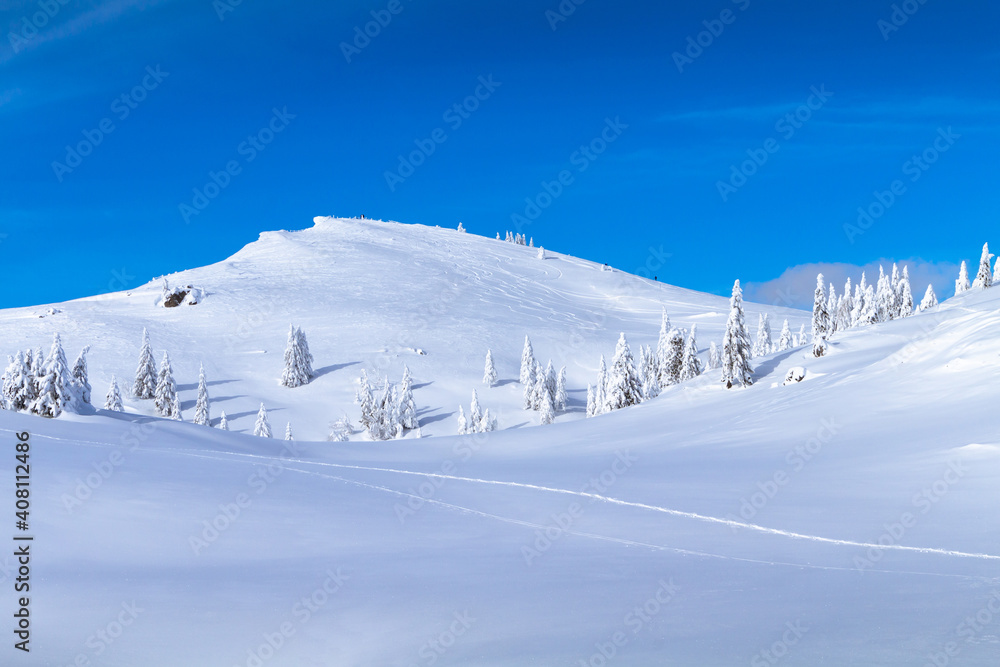 Winter landscape with snow covered pines in mountains. Clear blue skies with sunlight.
