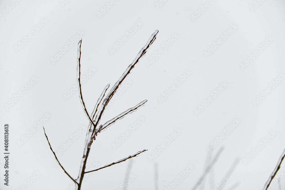 Close-up glittering tree branches with a thick layer of ice. Winter concept. Close-up glittering tree branches with a thick layer of ice. Winter concept.