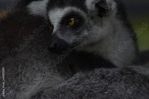 Ring-tailed lemur
