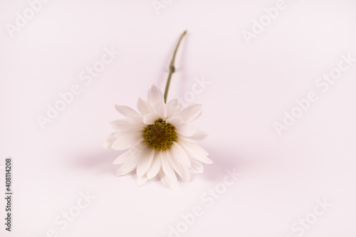 a lonely chamomile lies with a bud in the frame
