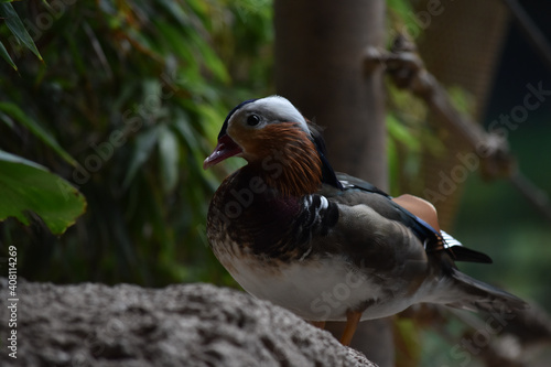 pekin duck