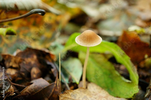 Macro photography of mushroom cap with fallen leaves background in autumn forest