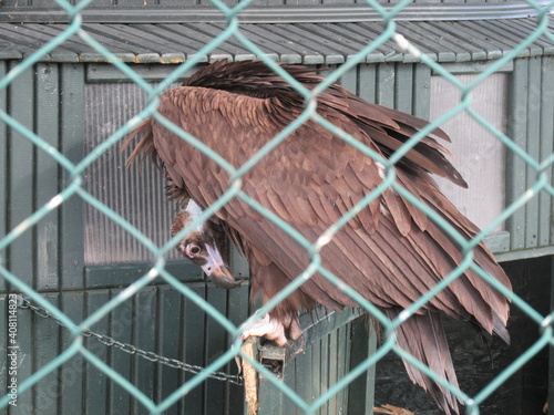 a vulture in a cage