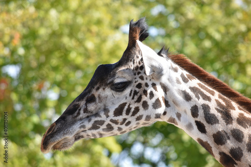 giraffe