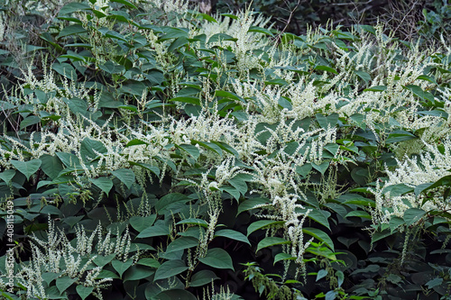 Japanischer Staudenknöterich ( Fallopia japonica ). photo