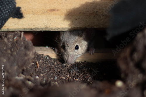 Cute looking mouse searching for food in a planter