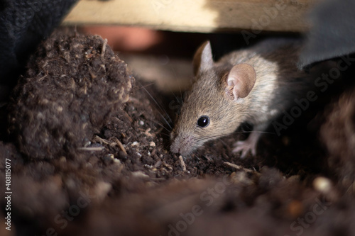 Cute looking mouse searching for food in a planter
