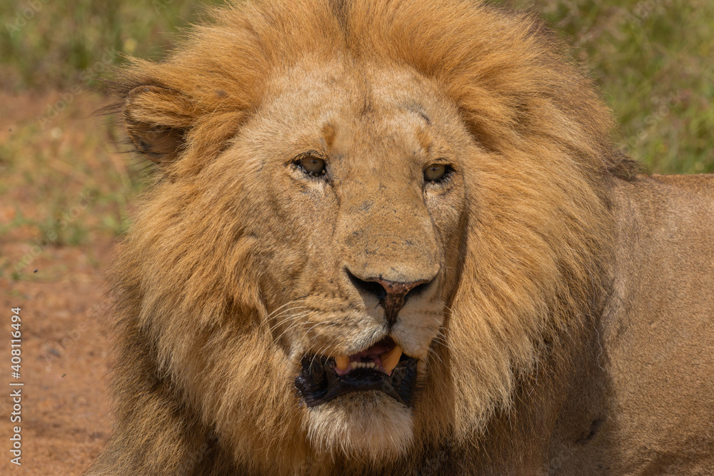 Portrait of beautiful large wild male lion with mane