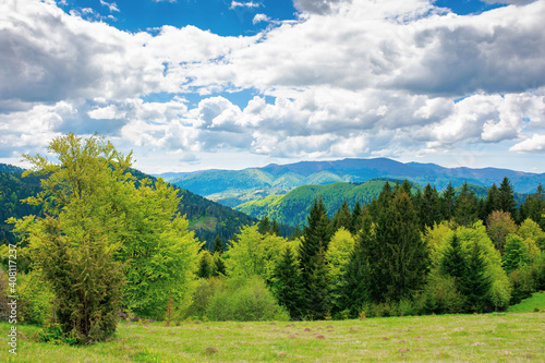 forest on the grassy meadow in mountains. beautiful countryside landscape on a sunny day. clouds on the blue sky above the distant borzhava ridge. spring adventures in carpathians