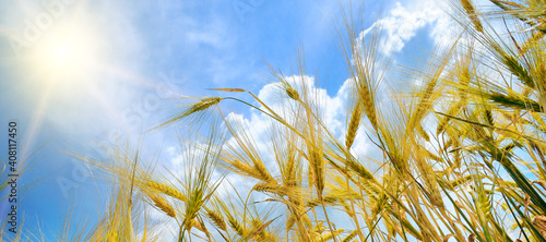 Background of ripening ears of wheat field. Rich harvest Concept. Wide photo.