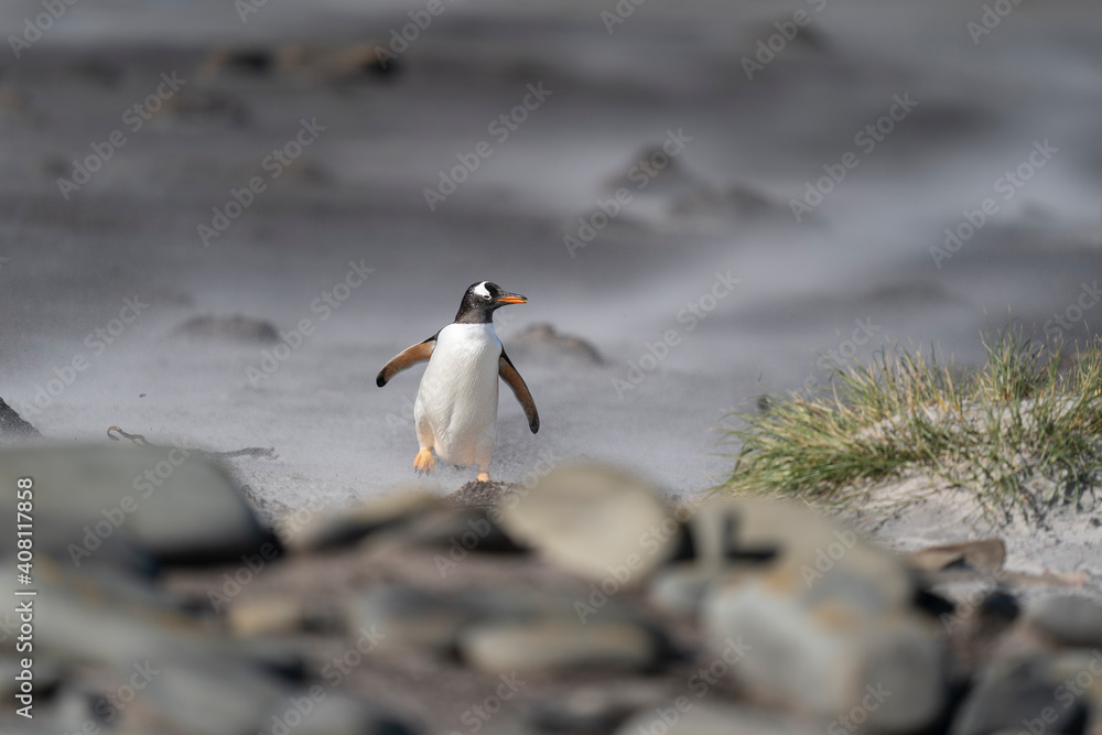 The gentoo penguin (Pygoscelis papua) The gentoo penguin (Pygoscelis papua)