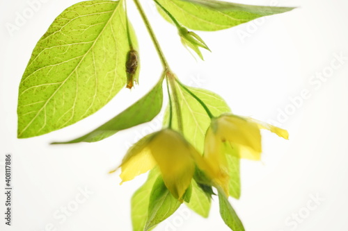 Backlit beautiful background with summer flowers. Delicate and modest yellow little flowers