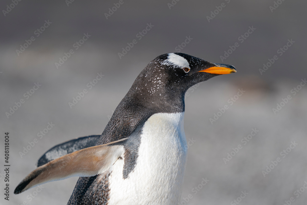 Naklejka premium The gentoo penguin (Pygoscelis papua)