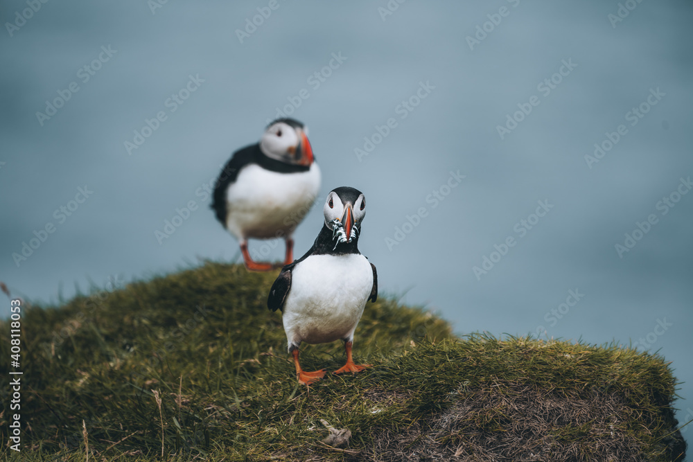 Puffin Fratercula arctica with beek full of eels and herring fish on its way to nesting burrow in breeding colony Puffin Fratercula arctica with beek full of eels and herring fish on its way to nesting burrow in breeding colony