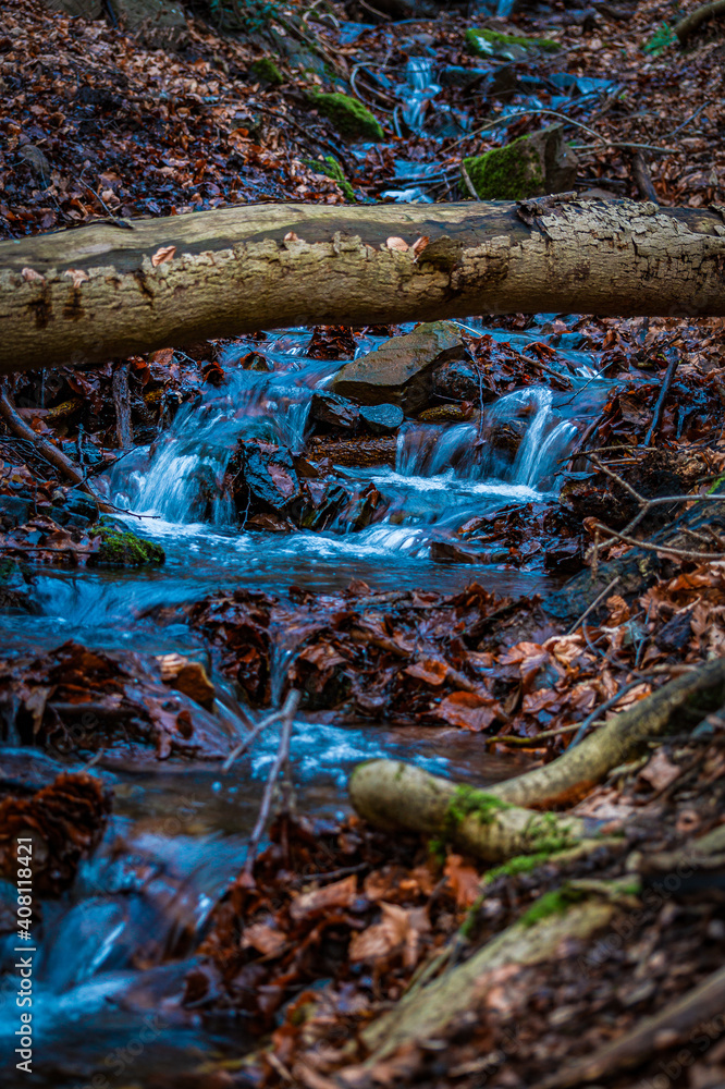 Obraz premium tree in the forest