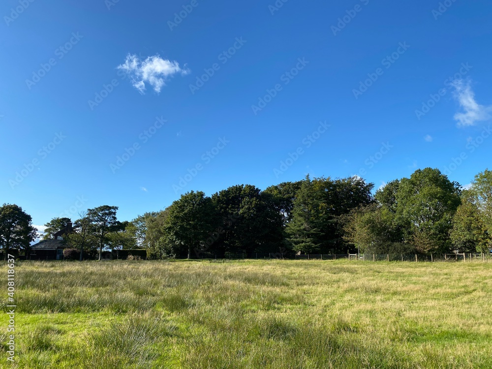 Long grasses, in an unkempt meadow, with old trees, set against a vivid blue sky in, Cleckheaton, Yorkshire, UK