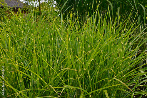 Slika na platnu Close up of Ornamental Grass Miscanthus sinensis 'Zebrinus'
