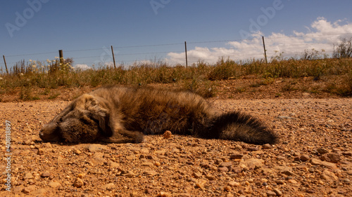 Roadkill, small canine presumable a fox killed by vehicle on gravel road