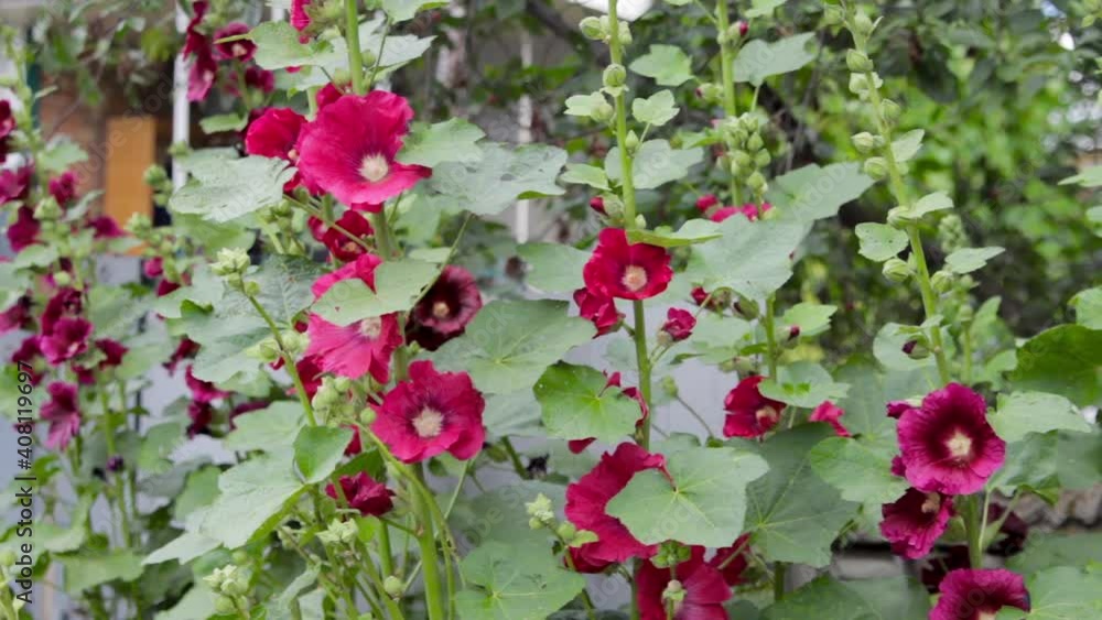 many mallow flowers in the village,Mallow flowers bloom high in the yard in summer many mallow flowers in the village,Mallow flowers bloom high in the yard in summer