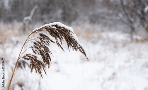 Dry reeds. The seed of the reeds, covered with snow, abstract background and minimalist concept.