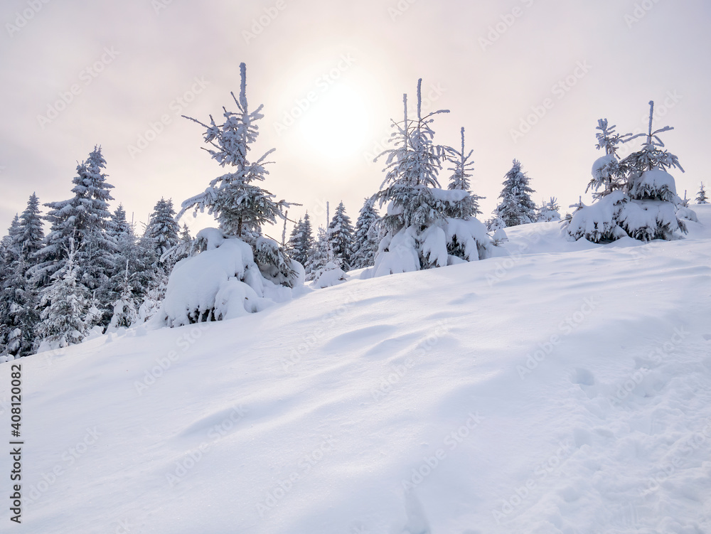 Winter landscape with pine trees covered with fresh white snow and the sunlight shining. Carpathian Mountains in Romania