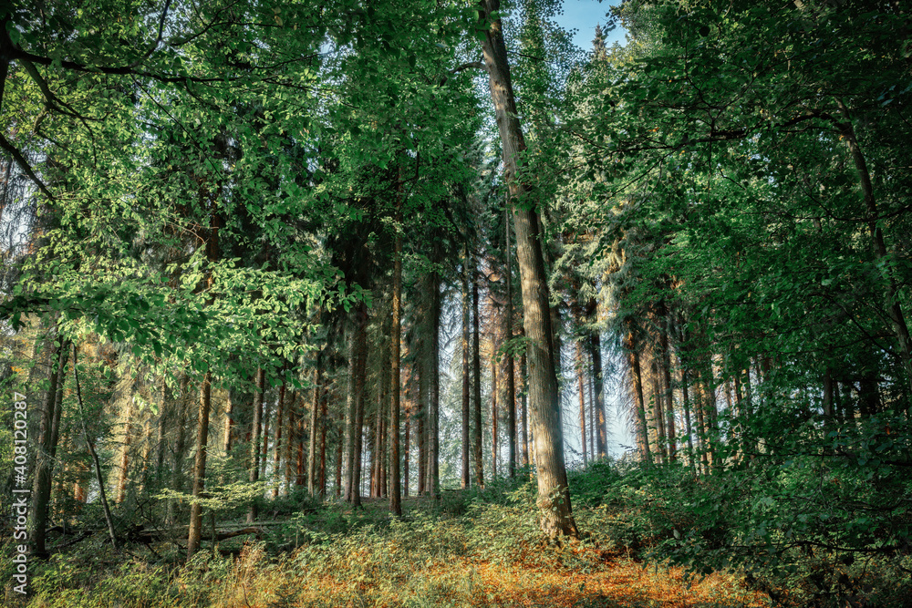 A sunlit forest on a December morning in a sunny atmosphere A sunlit forest on a December morning in a sunny atmosphere