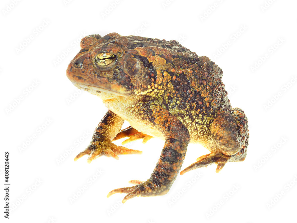 A Seated Southern Toad Focus Stacked Image Isolated on White A Seated Southern Toad Focus Stacked Image Isolated on White