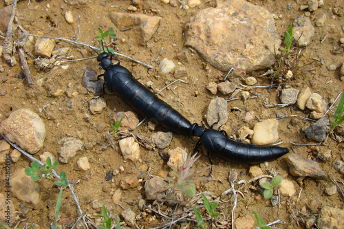 Red-striped Oil Beetles (Berberomeloe majalis) photo