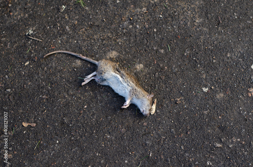 Dead rat. Rodent. The cat caught the mouse.