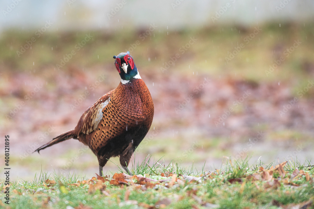 Fototapeta premium Ein männlicher Fasan