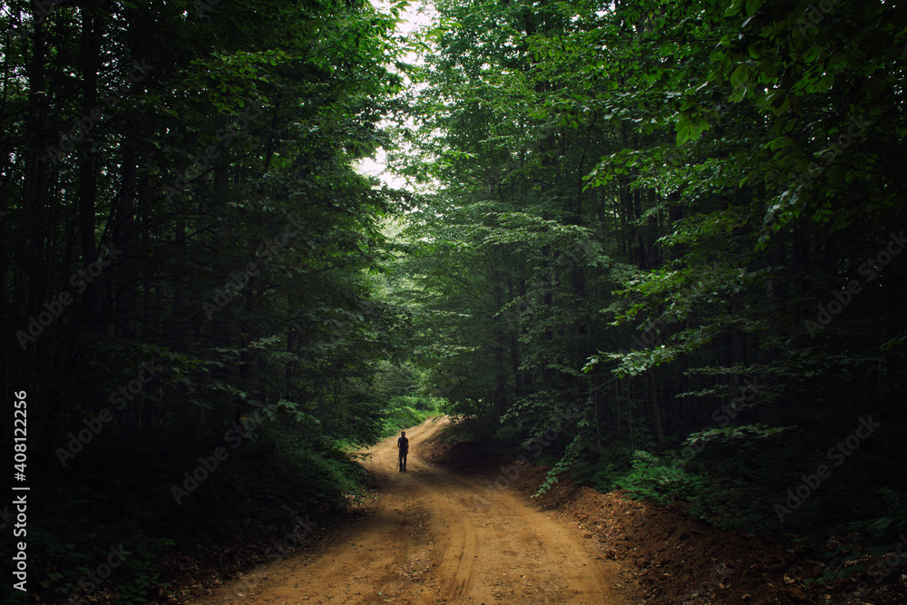 Obraz premium road in the woods