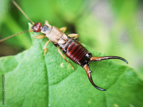 Forficula auricularia, earwig in close-up