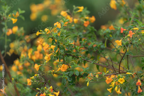 Yellow flowers scenery on a rainy day