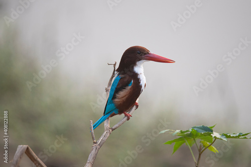 Fototapeta White-throated kingfisher perched on a tree branch