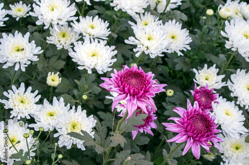 image of colourful chrysanthemum flowers at rural west bengal