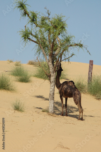 Camello comiendo hojas de una acacia en un desierto de Rajastán, India