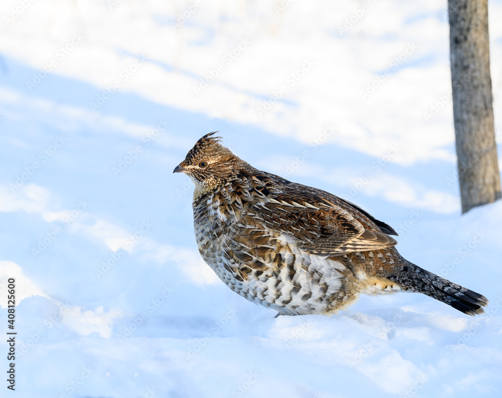 Ruffed Grouse Standing on Snow in Winter, Closeup Portrait Ruffed Grouse Standing on Snow in Winter, Closeup Portrait
